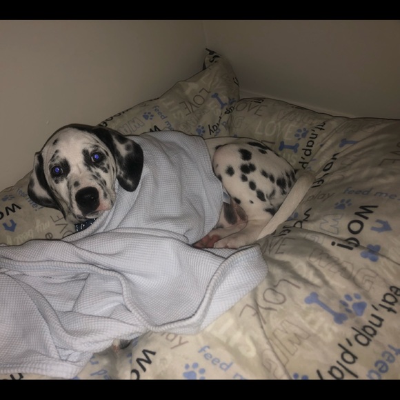 Meet your Posher, Maxx - Picture 3 of 4